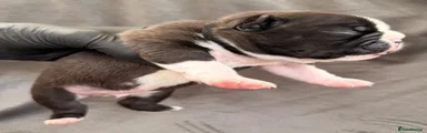 Boston Terrier 6