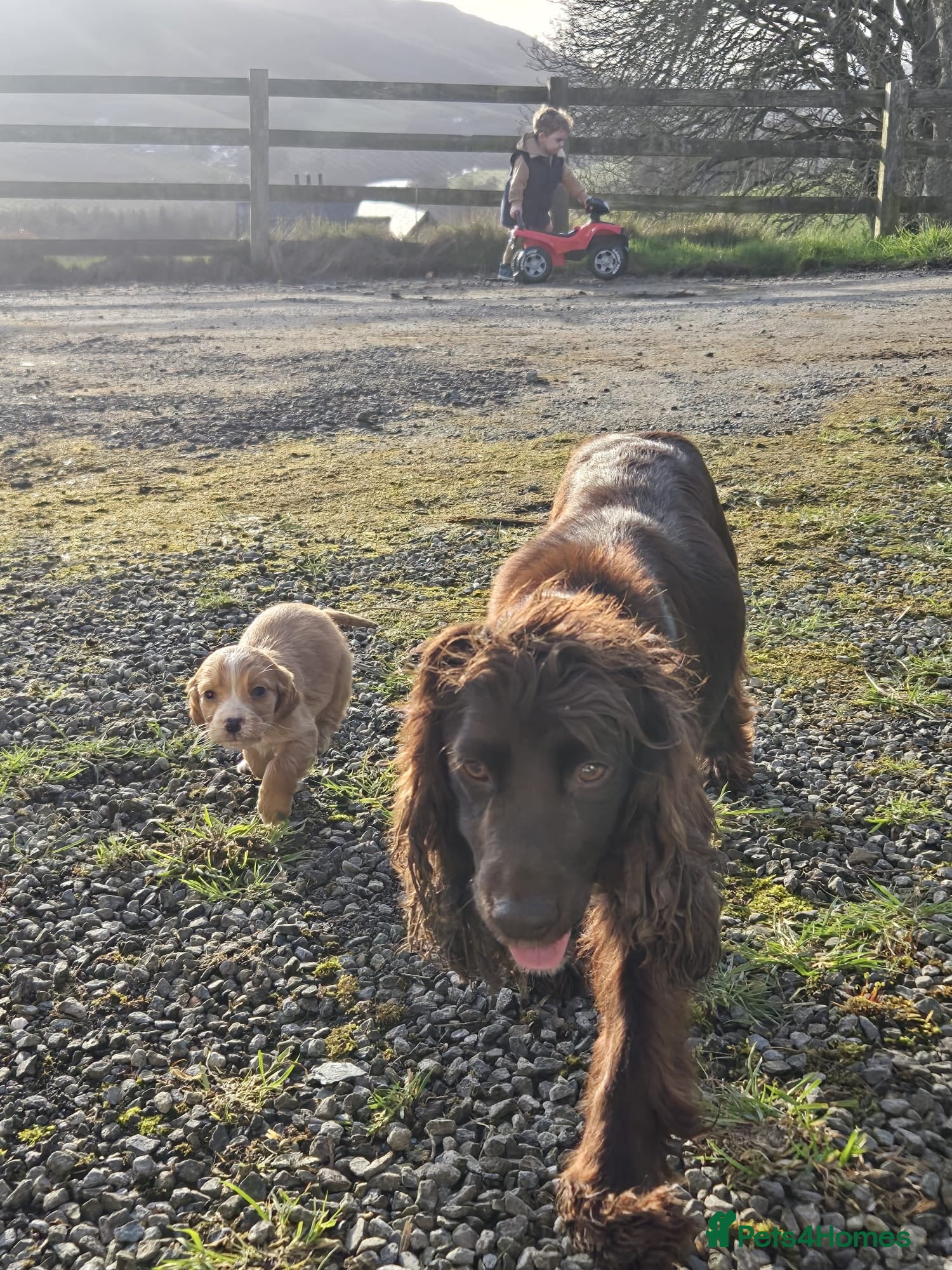 Cocker Spaniel dogs Working cocker beauties - Advert 10