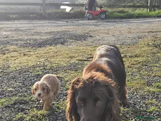 Cocker Spaniel dogs Working cocker beauties - Advert 10