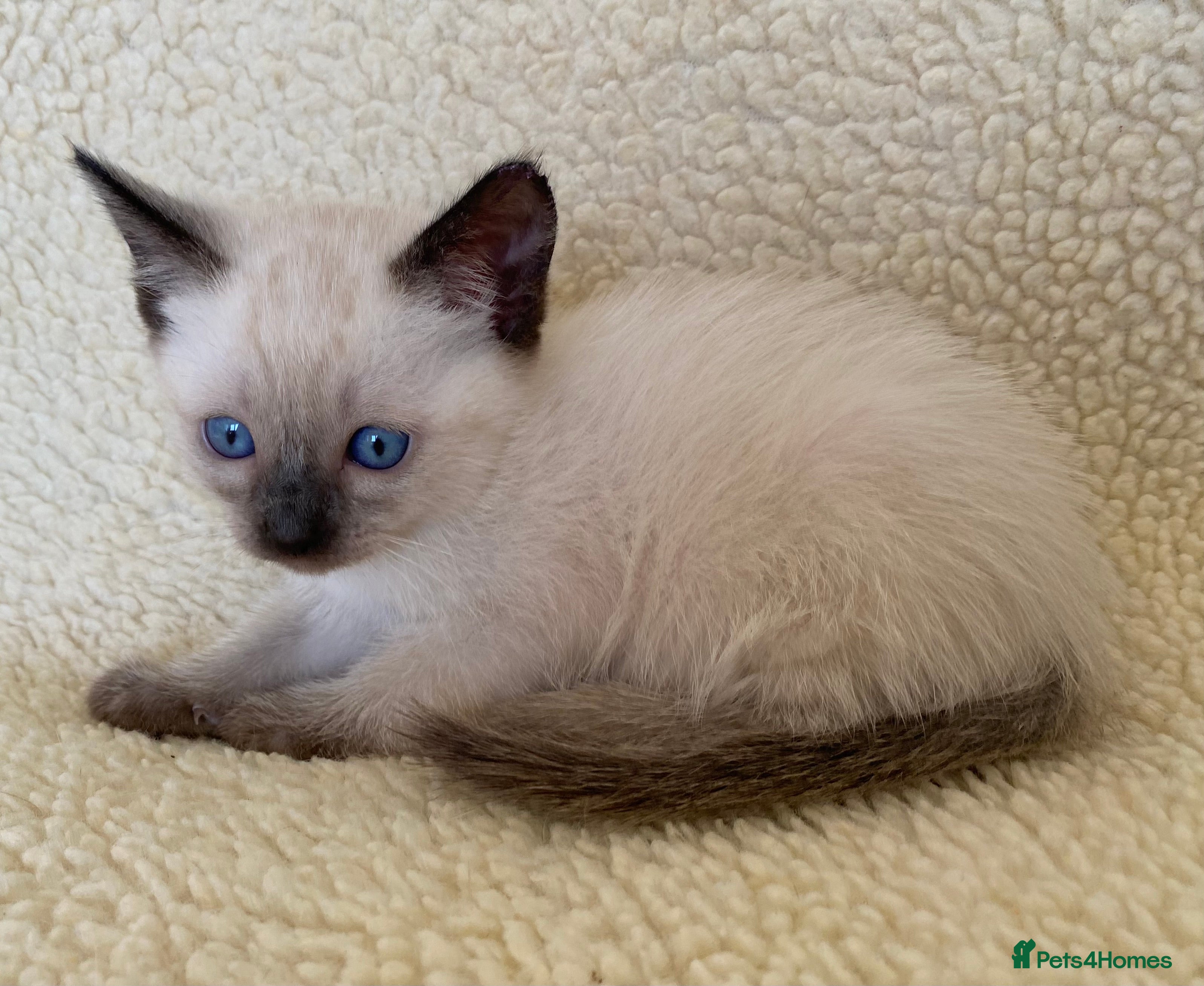 Siamese cats Traditional seal point siamese female kitten - Advert 12