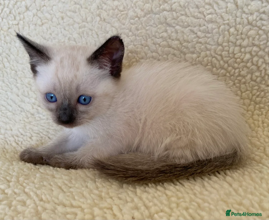 Siamese cats for sale: Traditional seal point siamese female kitten in Milton Keynes - Advert 2