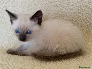 Siamese cats Traditional seal point siamese female kitten - Advert 12
