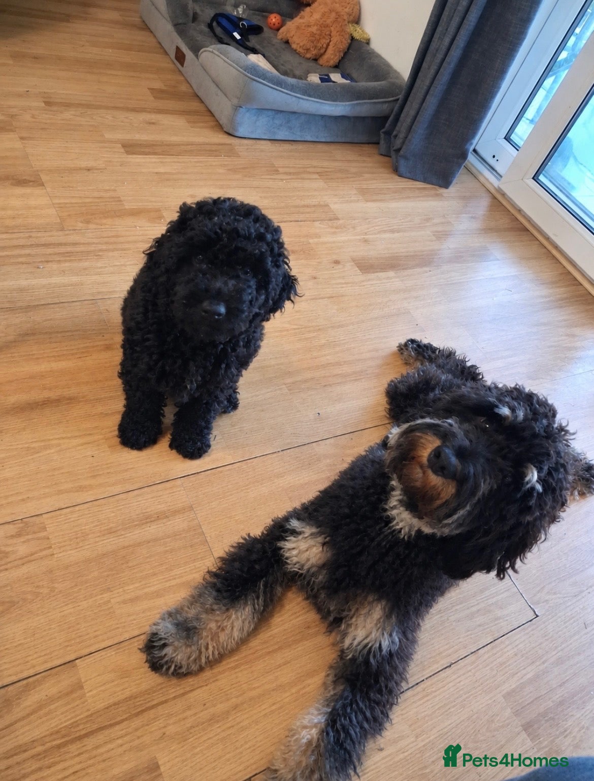 Cockapoo dogs 🐾 LAST F2 COCKAPOO PUPPY – READY NOW 🐾 - Advert 2