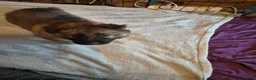 German Shepherd dogs for sale: READY NOW 3 female super KC registered GSD puppies - Advert 31