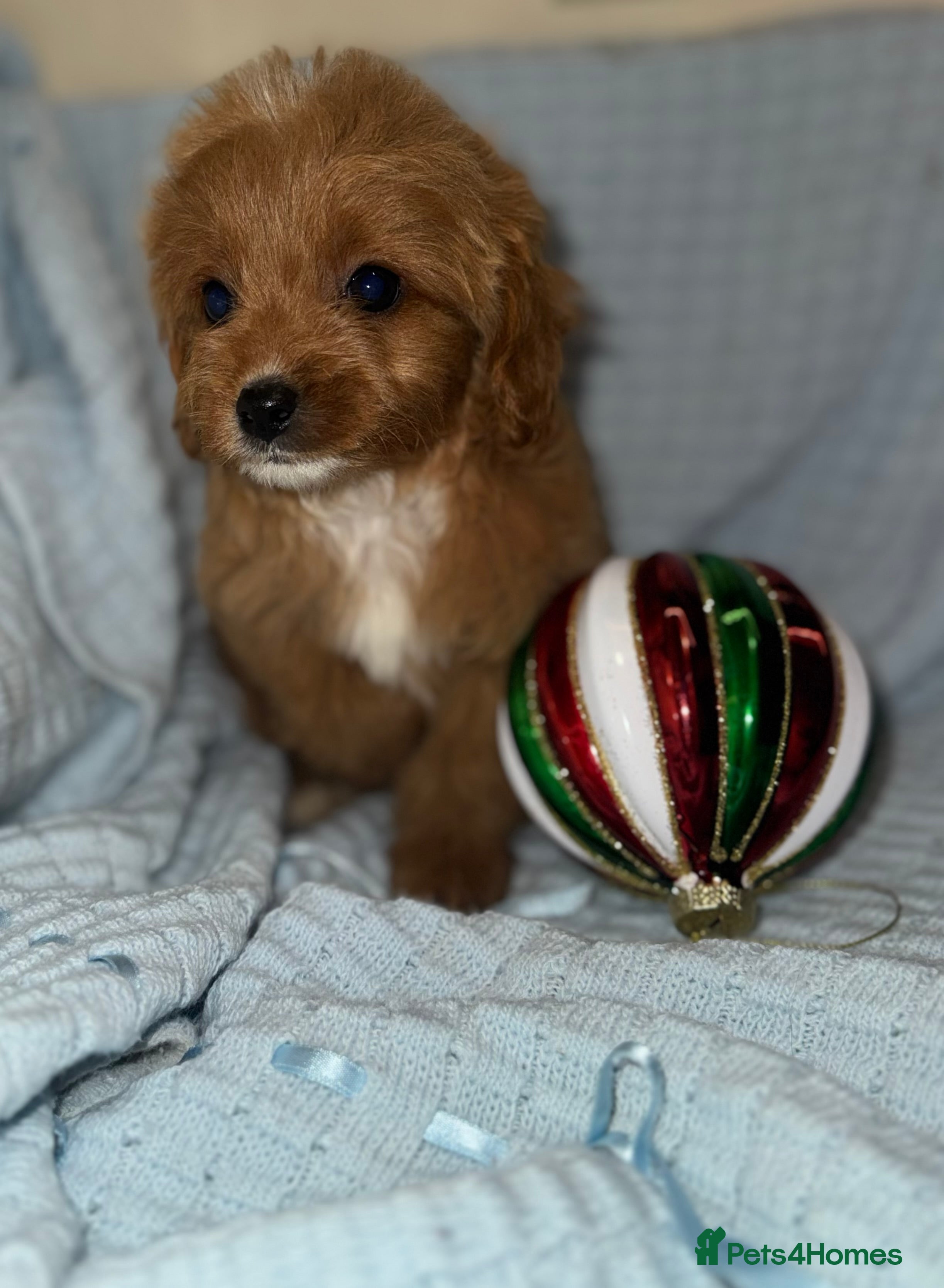 Cavapoo dogs Gorgous F1 Cavapoo puppies💙 - Advert 3