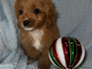 Cavapoo dogs Gorgous F1 Cavapoo puppies💙 - Advert 2