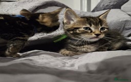 Russian Blue cats for sale: Mix Russian Blue and Maine Coon - Image 7