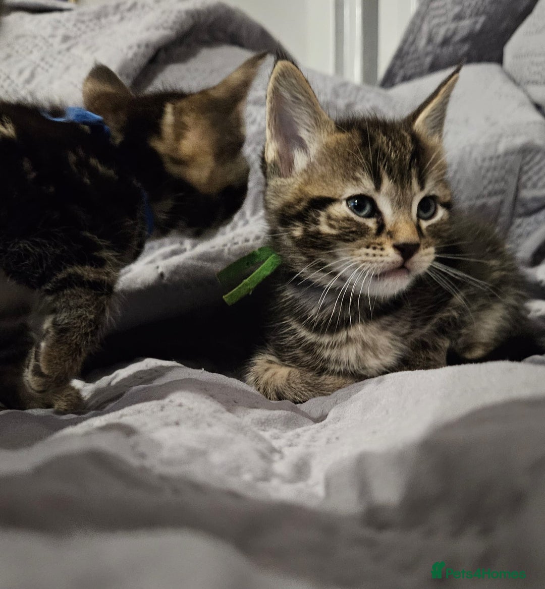 Russian Blue cats for sale: Mix Russian Blue and Maine Coon - Image 7