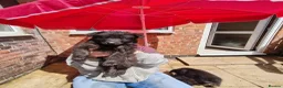 Mixed Breed dogs for sale: Beautiful German shepherd x northern Inuit puppies in Stoke-on-Trent - Advert 5