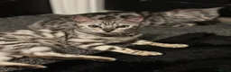 Bengal cats for sale: Stunning Silver Bengal Female! (TICA) - Advert 3