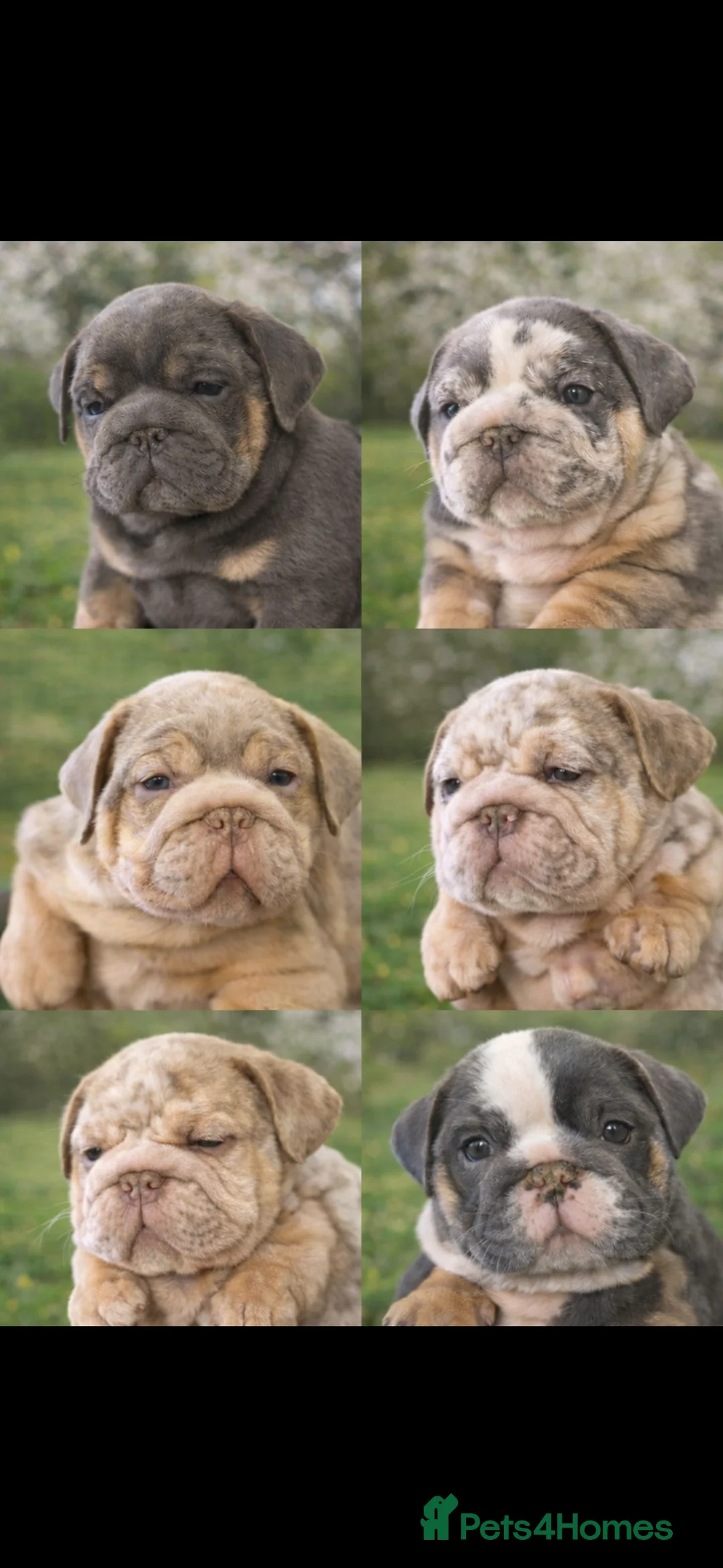English Bulldog dogs for sale: Matthew  - Advert 2