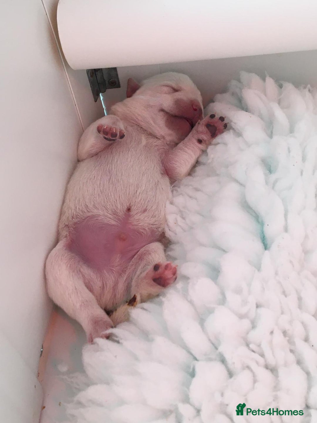 West Highland Terrier dogs for stud: Stud.. in Greenock - Image 18