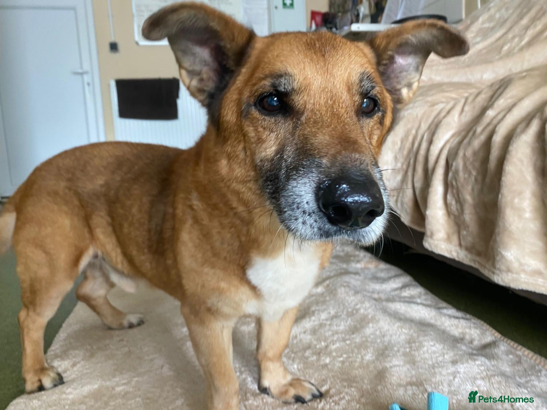 Mixed Breed dogs Marley - Advert 1