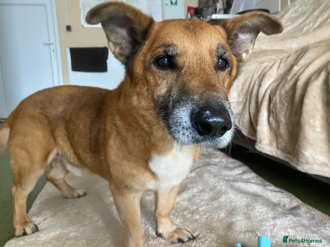 Mixed Breed dogs for adoption: Marley - Advert 1