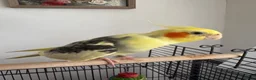 Cockatiels birds for sale: Cockateil parrot in London - Advert 2
