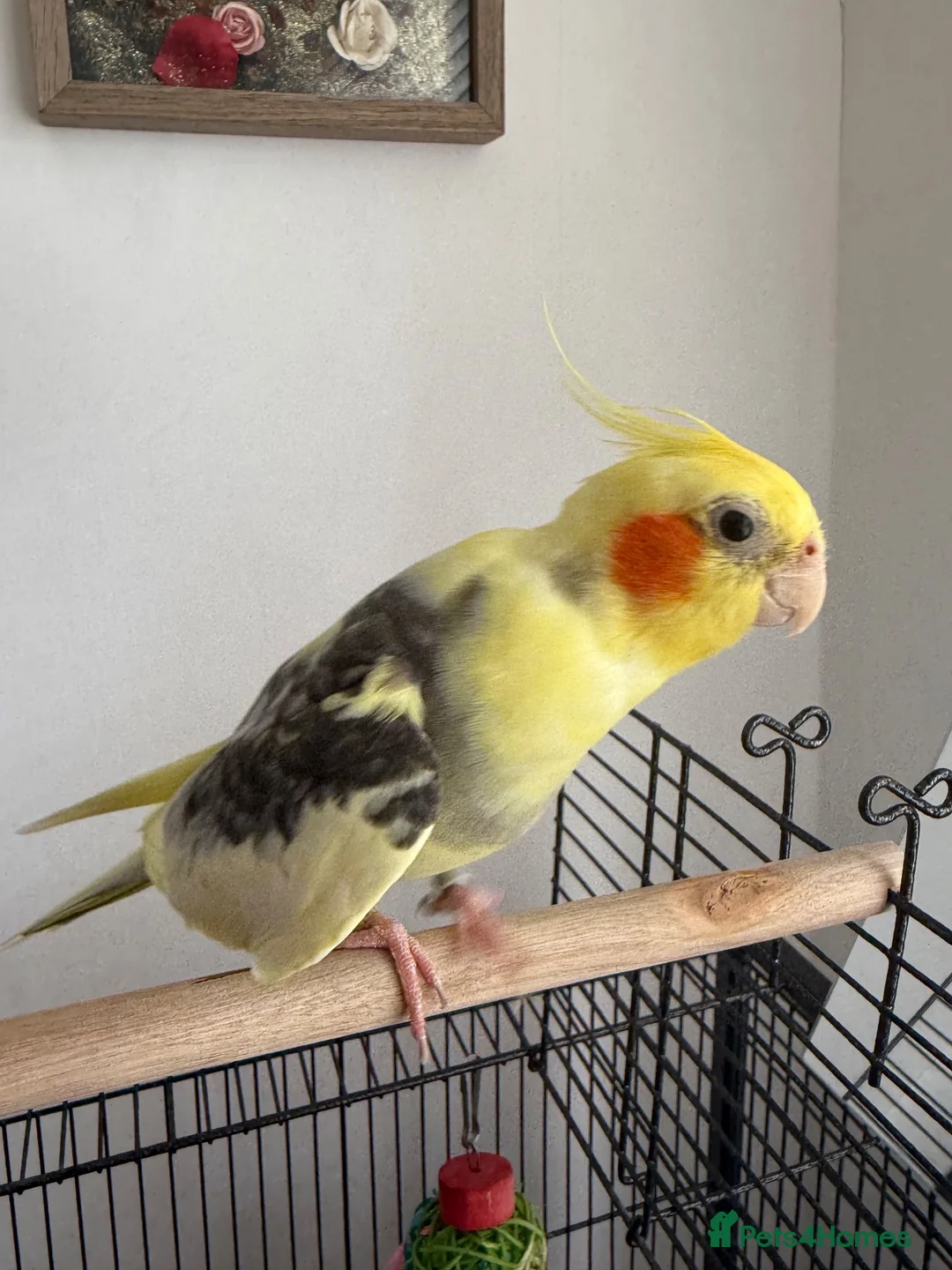 Cockatiels birds for sale: Cockateil parrot in London - Advert 2
