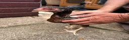 Chickens poultry for sale: Imported Pure parrot beak x German shamos  in Rochdale - Advert 5
