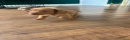 Miniature Dachshund dogs for sale: 🌟 Beautiful Miniature Dachshund Puppies 🌟 - Advert 11
