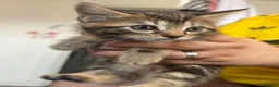 British Longhair cats for sale: Tabby long haired female  in Leeds - Advert 2