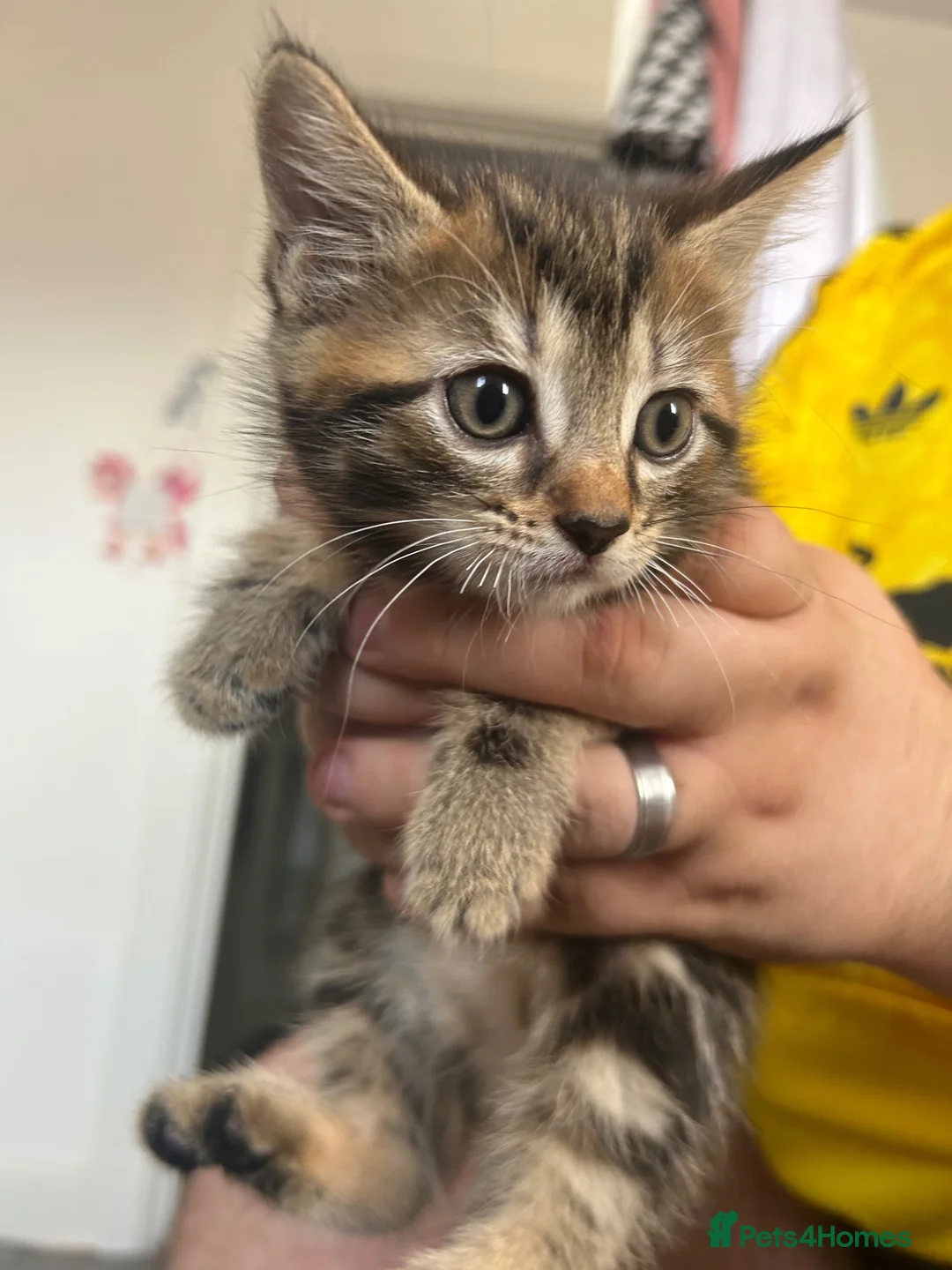 British Longhair cats for sale: Tabby long haired female  in Leeds - Advert 2