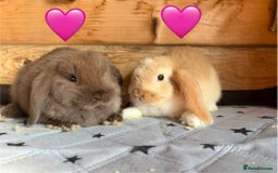 Mini Lop rabbits for sale: 4 beautiful mini lop babies  - Image 11