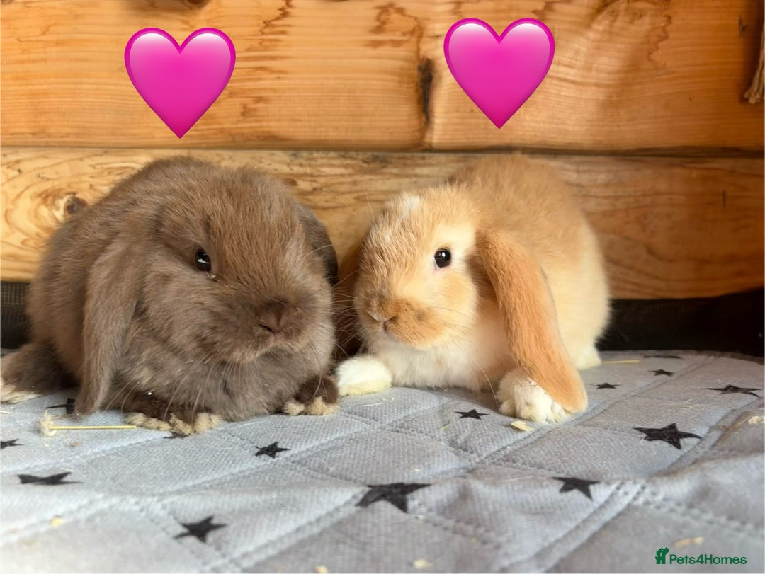 Mini Lop rabbits for sale: 4 beautiful mini lop babies  - Image 11
