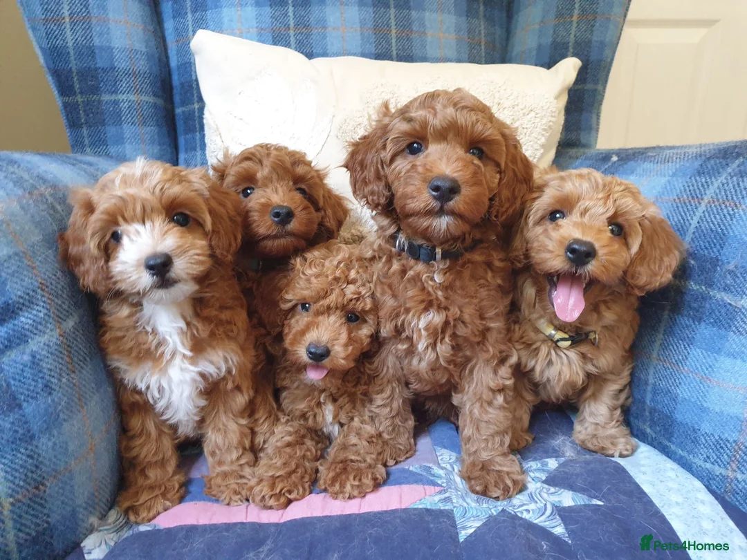 Coton De Tulear dogs for sale: F1bb Cotonoodle from heath tested parents - Advert 1