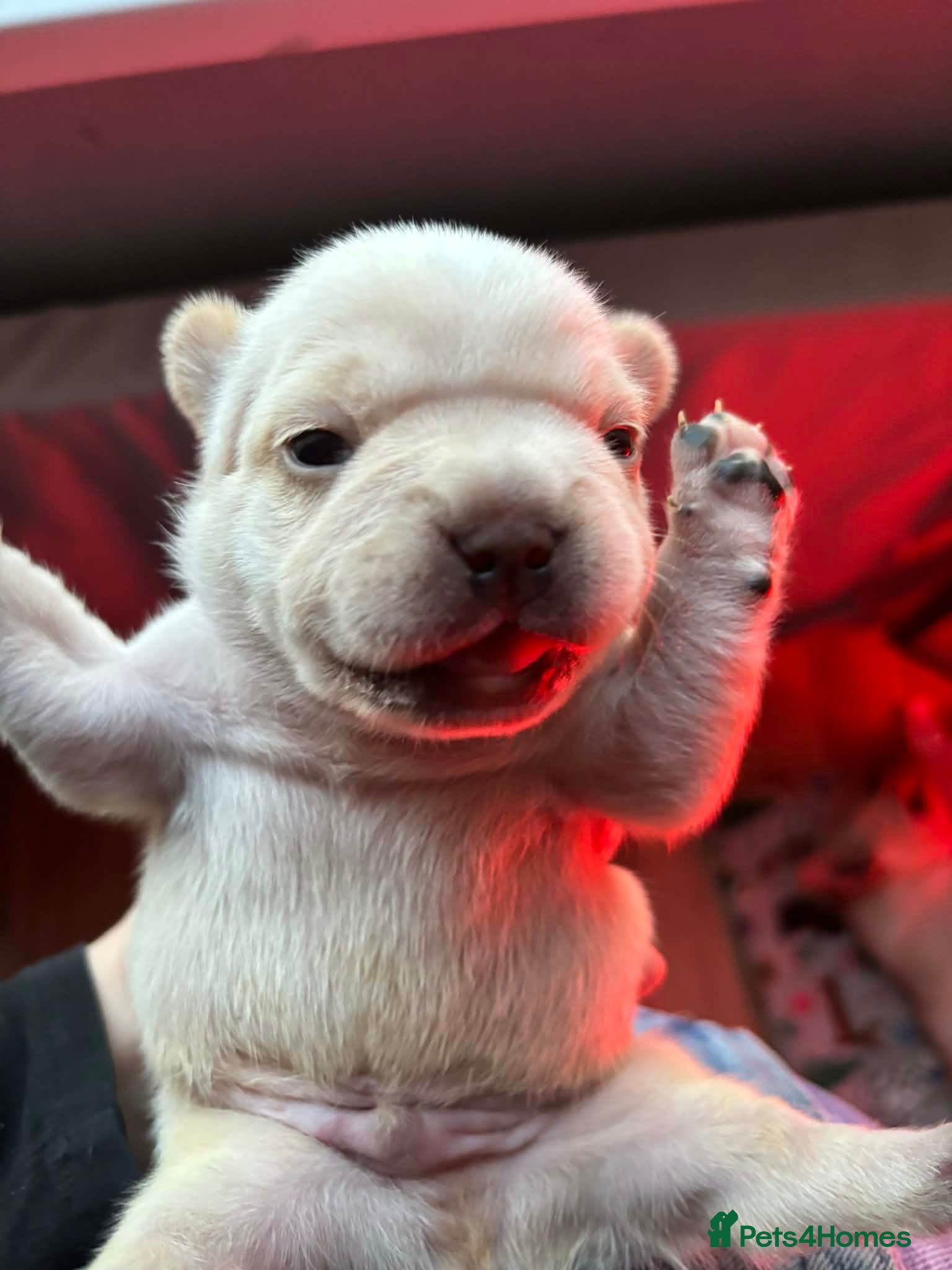 French Bulldog dogs French bulldog - Advert 18