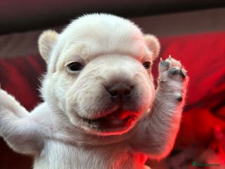 French Bulldog dogs French bulldog - Advert 1