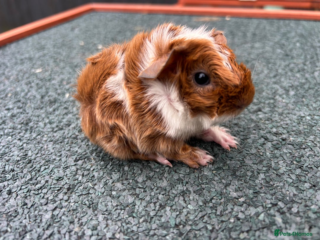 Guinea Pig rodents for sale: Beautiful Baby Guinea pigs to reserve  - Image 20