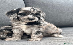 Cavapoo dogs for sale: Stunning Cavapoo puppies - Image 16