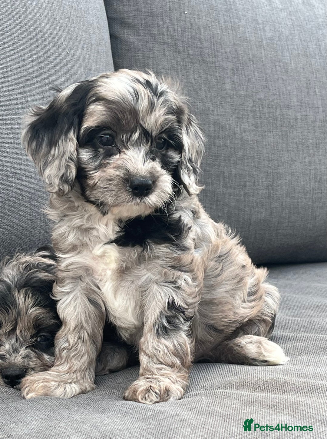 Cavapoo dogs for sale: Stunning Cavapoo puppies - Image 16