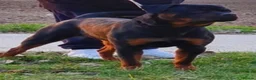 Rottweiler dogs for sale: Rottweiler puppies from imported parents  - Advert 2