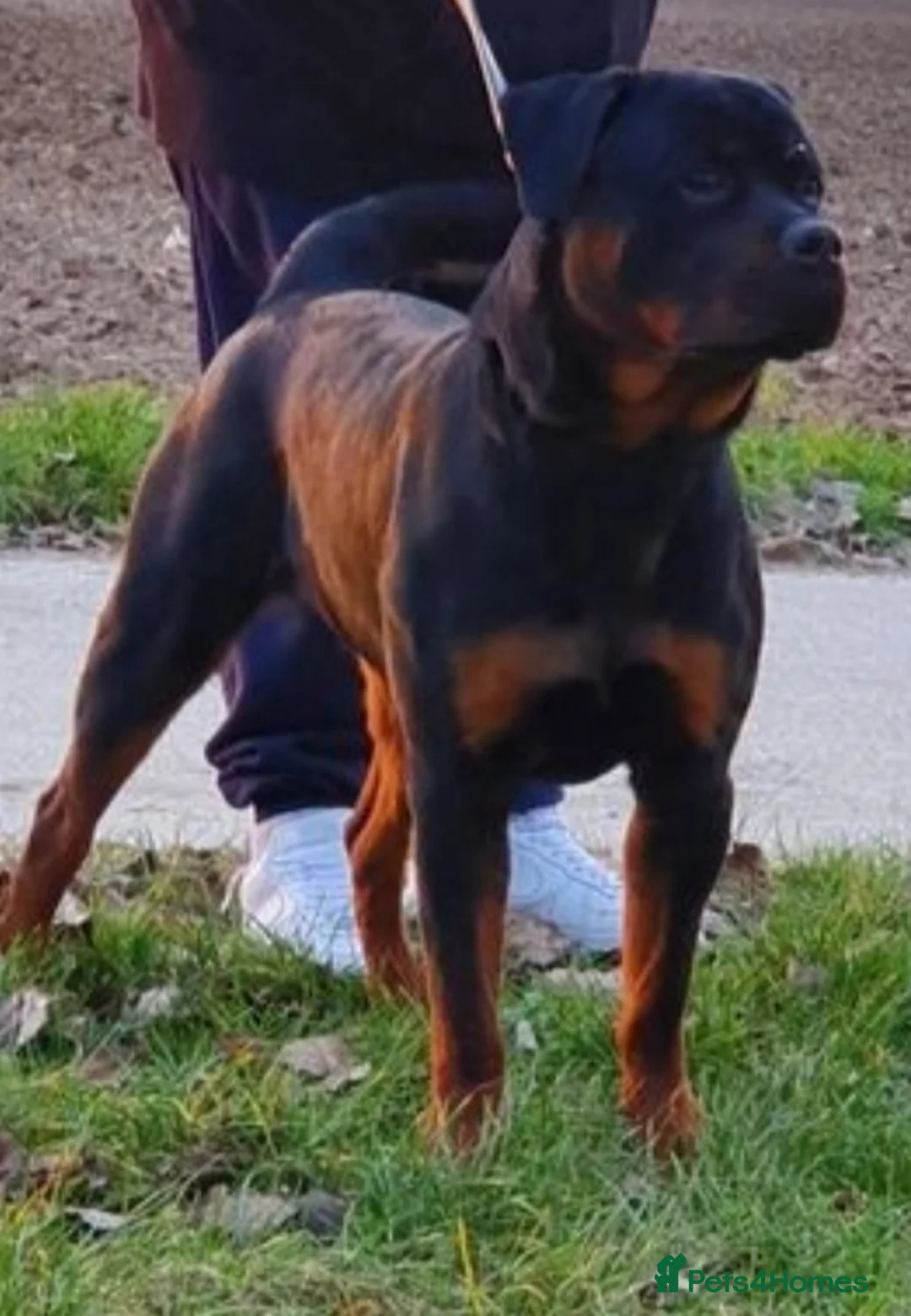 Rottweiler dogs for sale: Rottweiler puppies from imported parents  - Advert 2
