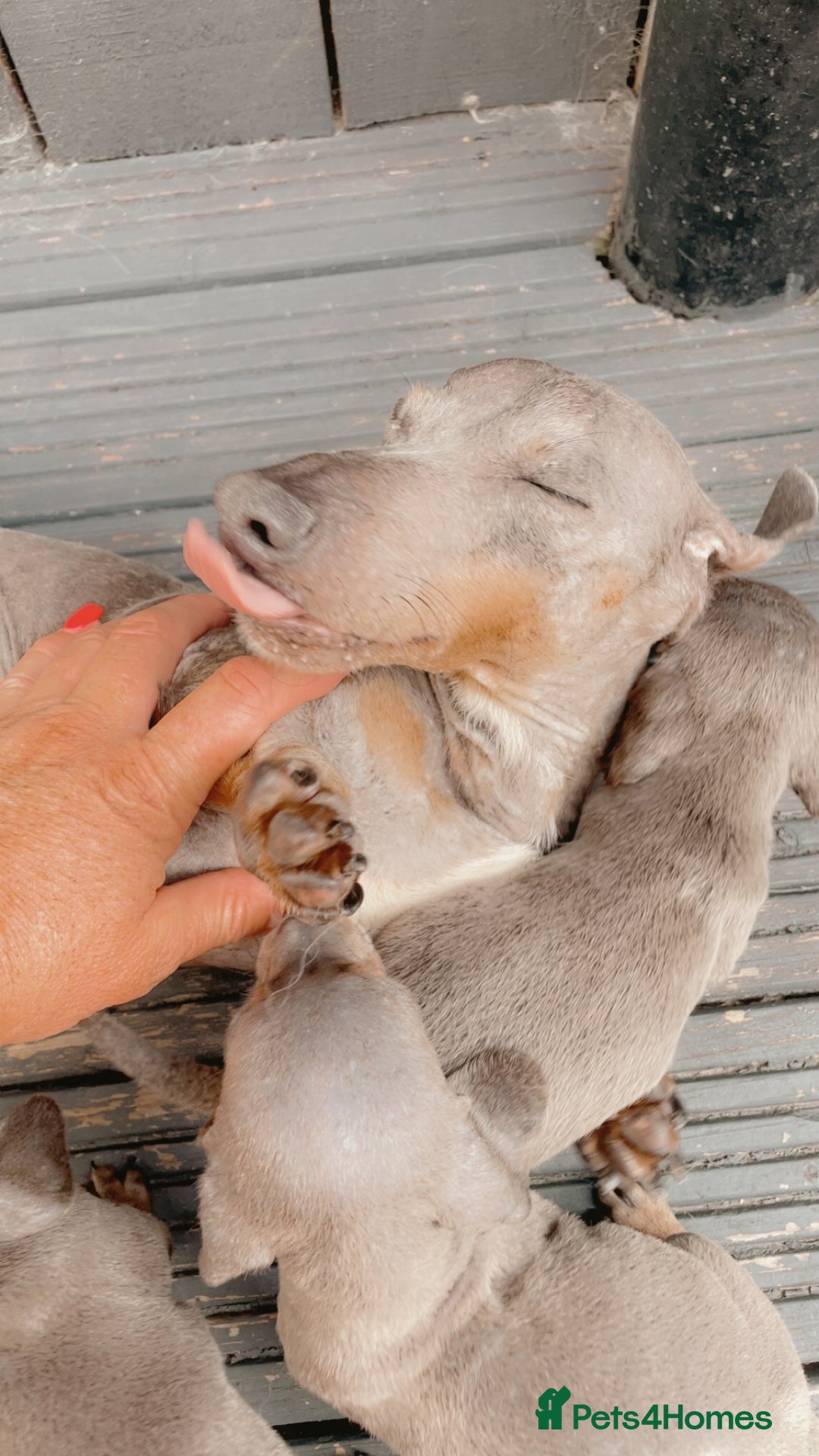 Dachshund dogs for sale: Dachshund puppies sausage dogs  - Image 4