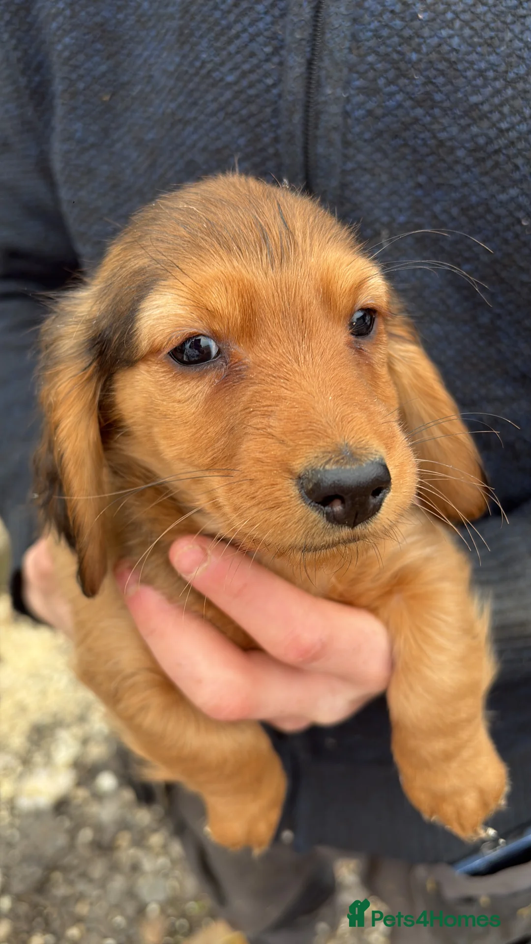 Dachshund dogs for sale: 2 dachshund left  - Advert 7