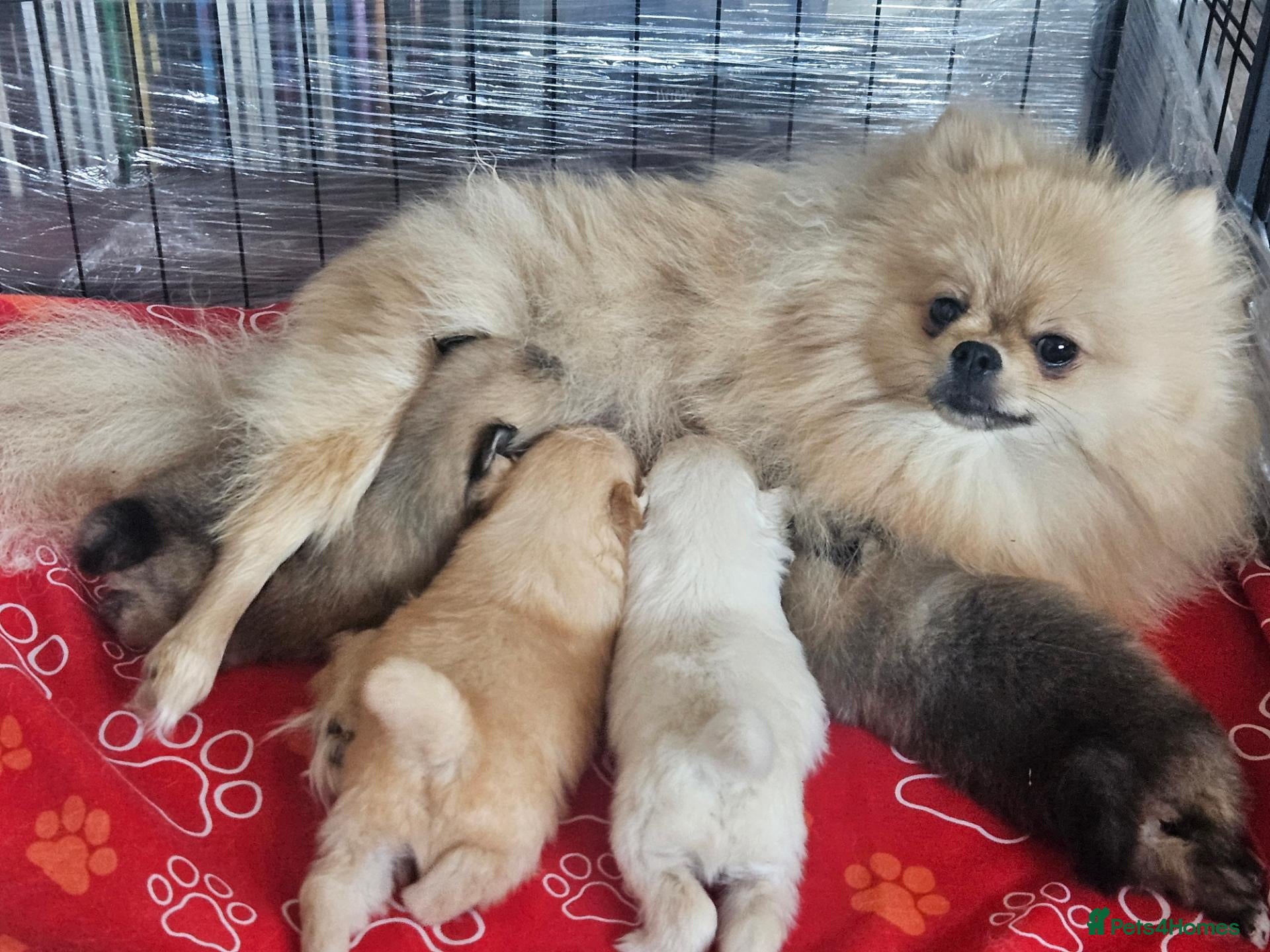 Pomeranian dogs 2 pomeranian puppies remaining  - Advert 13