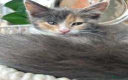 Maine Coon cats for sale: Maine Coon Cross - Image 5