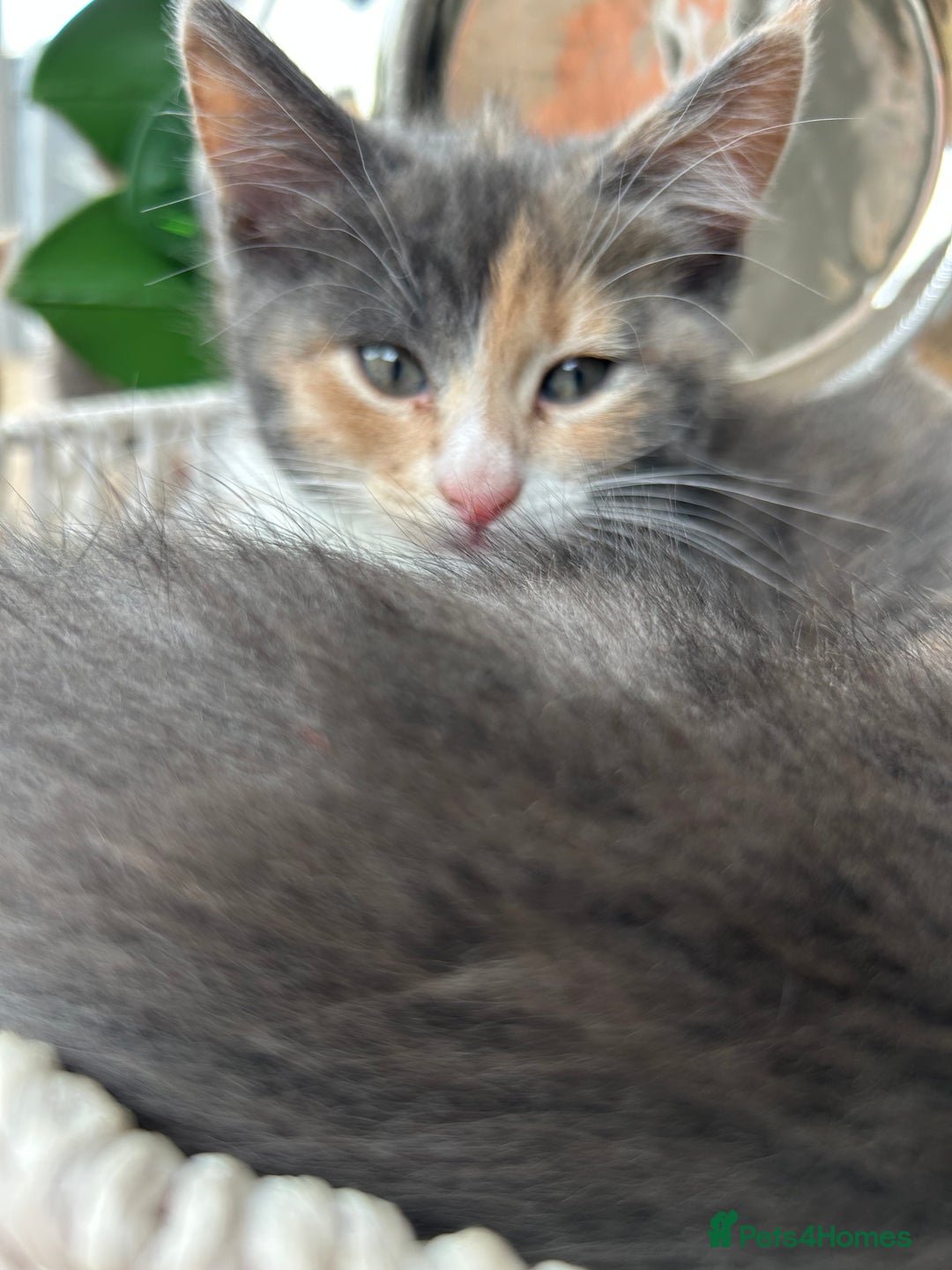 Maine Coon cats for sale: Maine Coon Cross - Image 5