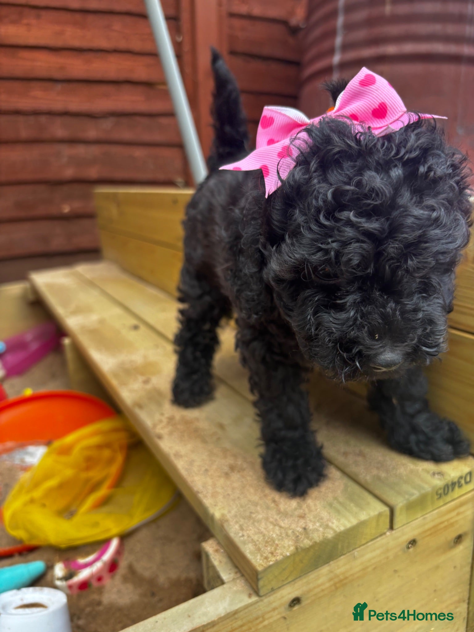Cavapoo dogs Fb1 Cavapoos  - Advert 1