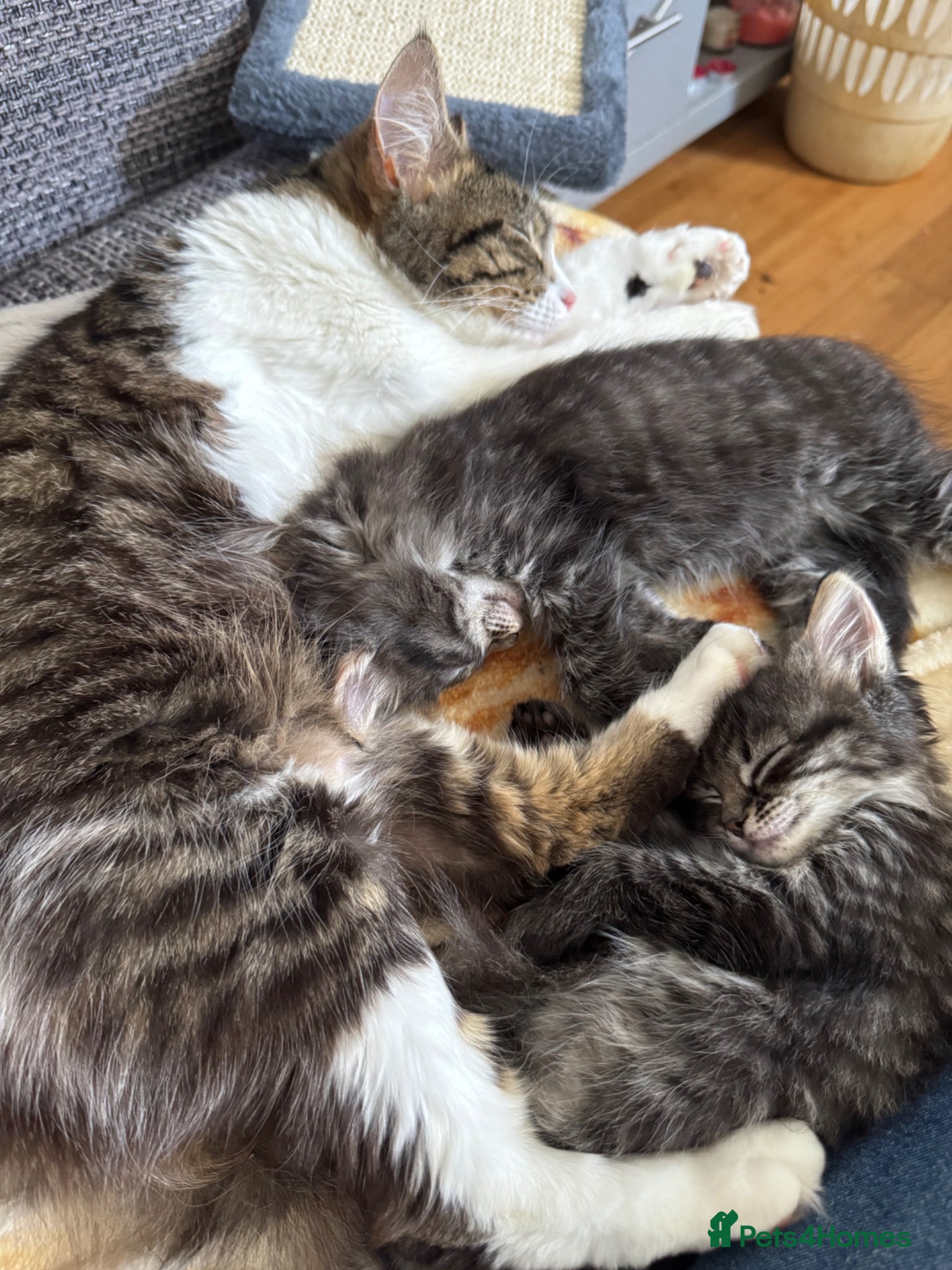 Mixed Breed cats for sale: 3 gorgeous kittens for sale - Advert 24