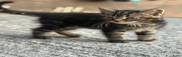 Domestic Shorthair cats for sale: 4 kittens for sale to loving home  - Advert 7