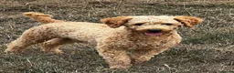 Labradoodle dogs for stud: KC Reg TOY POODLE Stud Dog DNA Tested Somerset - Advert 14