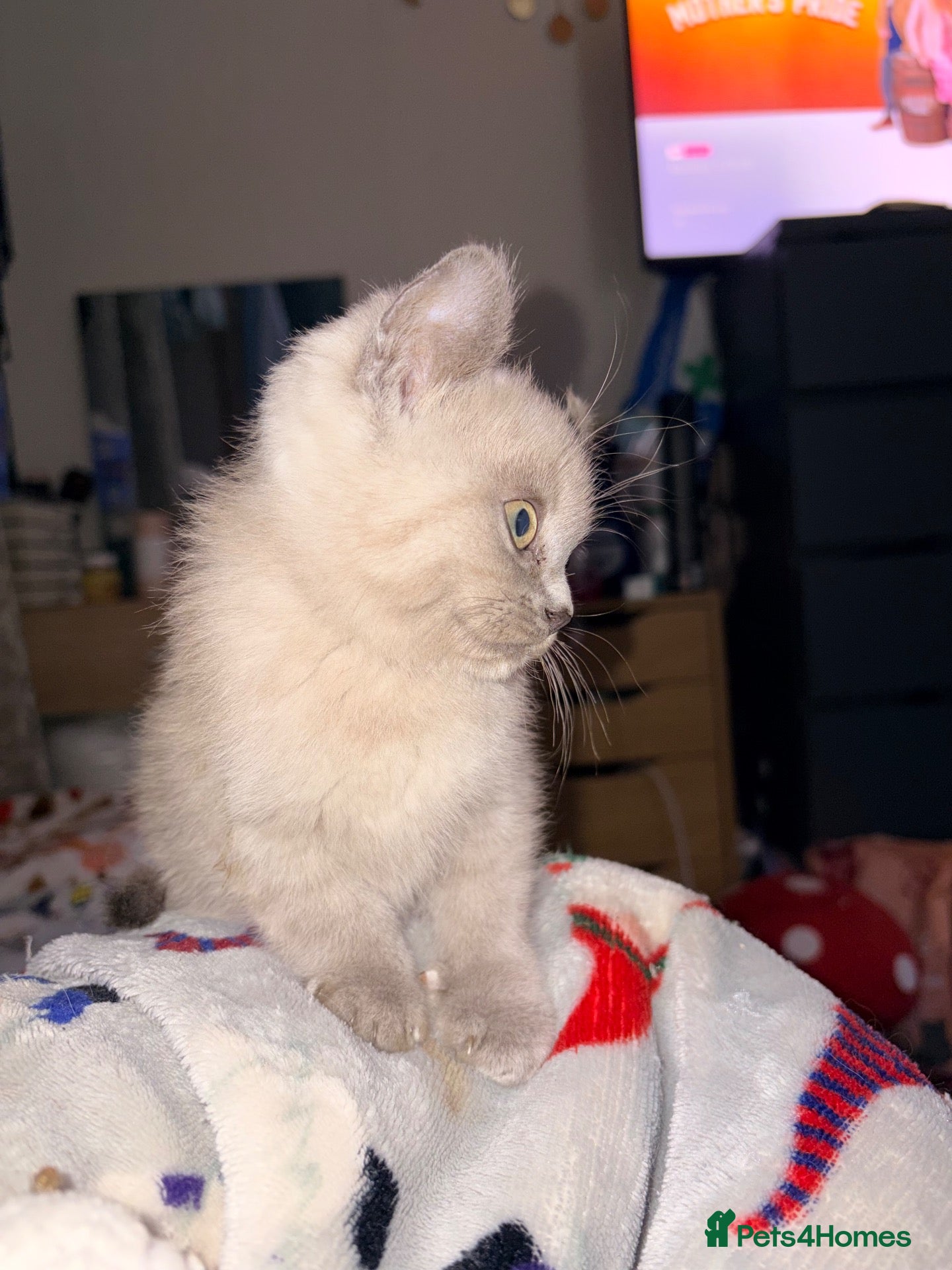 Persian cats Last one female Persian kitten - Advert 17