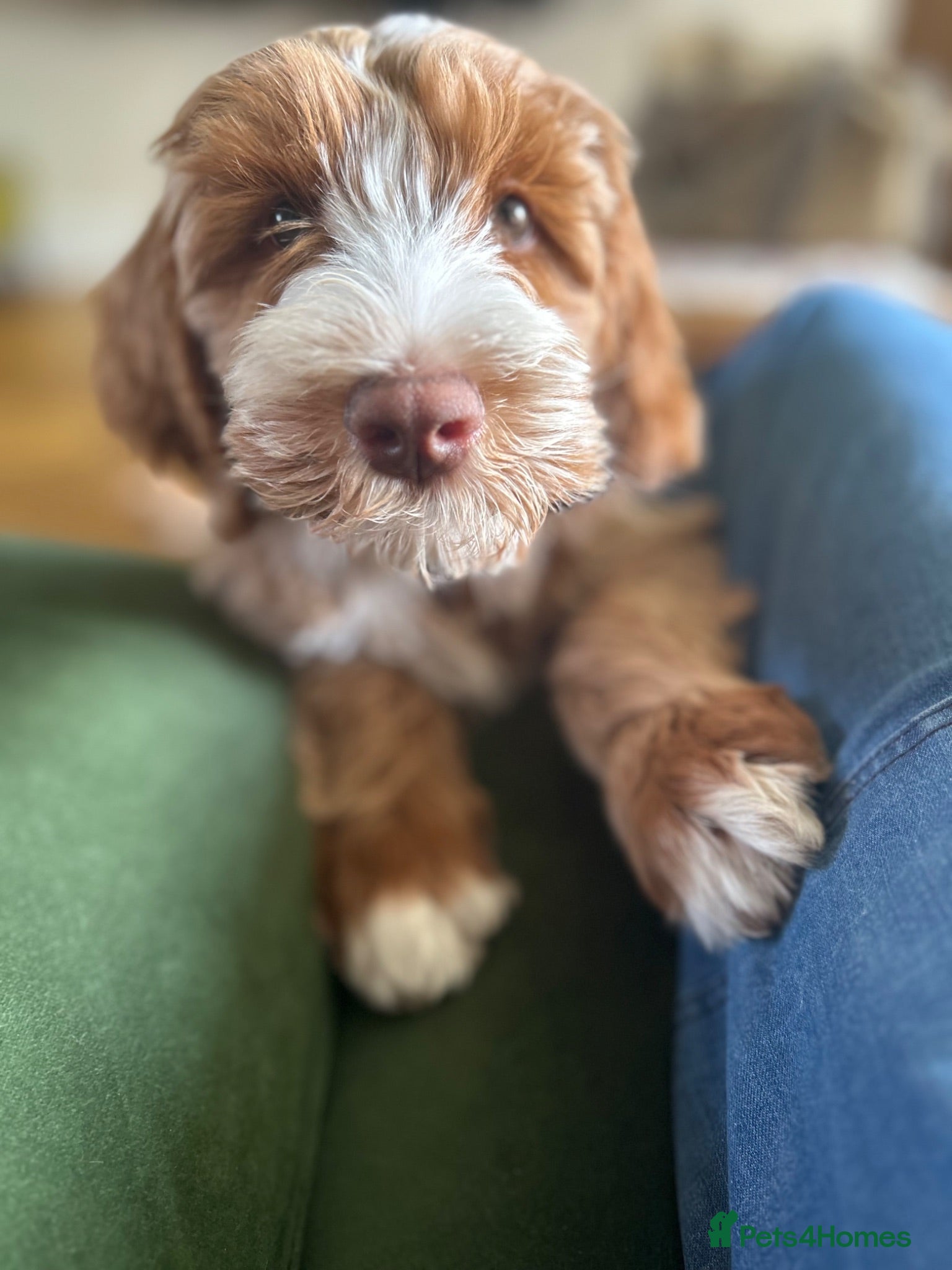 Australian Labradoodle dogs Australian labradoodle puppies  - Advert 2