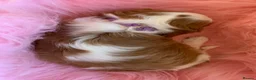 Cavalier King Charles Spaniel dogs for sale: 5* Licensed RKC H/T Gorgeous Cavalier KC - Advert 16