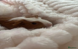 Guinea Pig rodents for sale: Two male guinea pigs for adoption  - Image 6