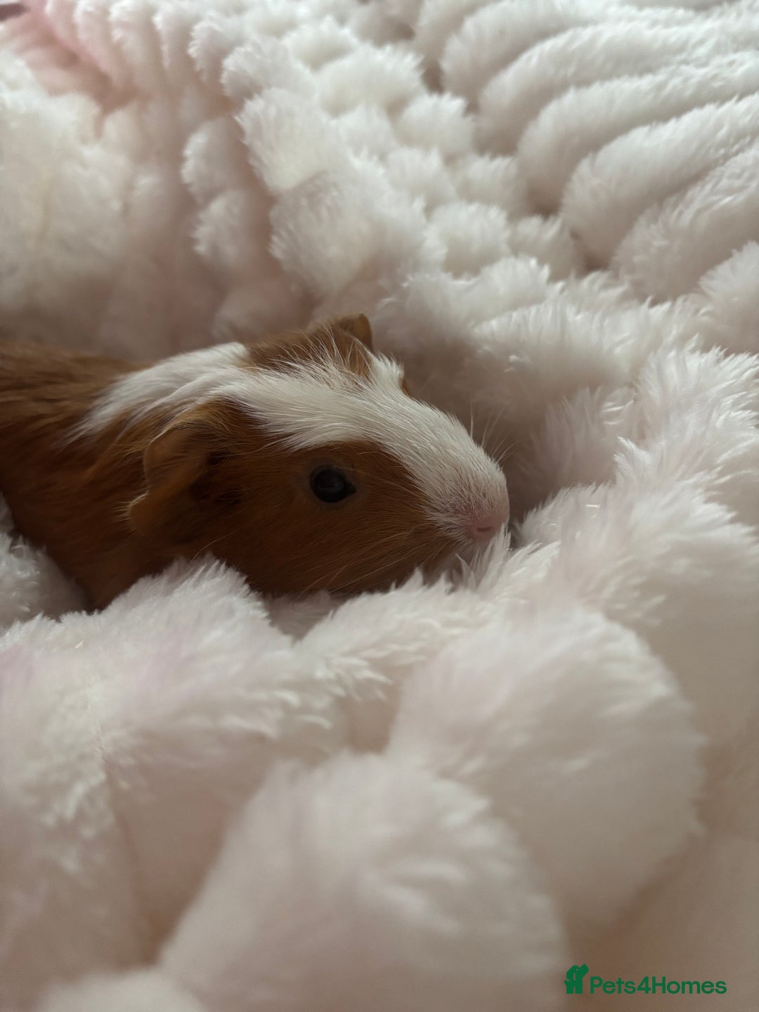 Guinea Pig rodents for sale: Two male guinea pigs for adoption  - Image 6