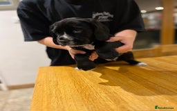 Bocker dogs for sale: Bocker Puppies for Sale - Image 13