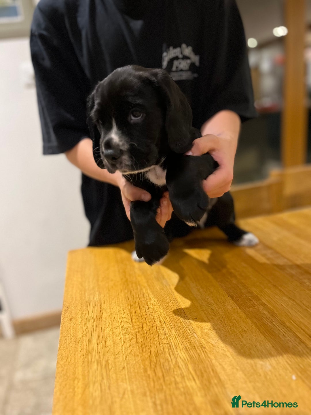 Bocker dogs for sale: Bocker Puppies for Sale - Image 13